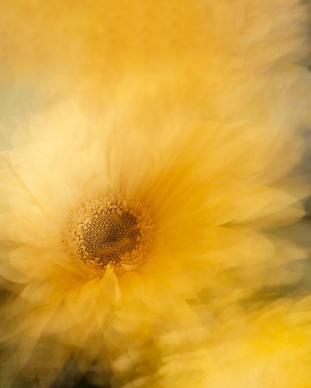 A yellow flower is in the foreground - Blurry