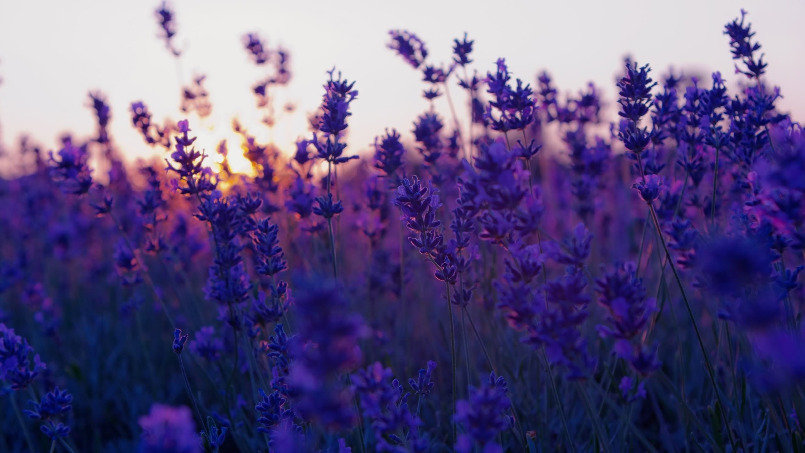 Lavender flowers in the sunset - Blurry