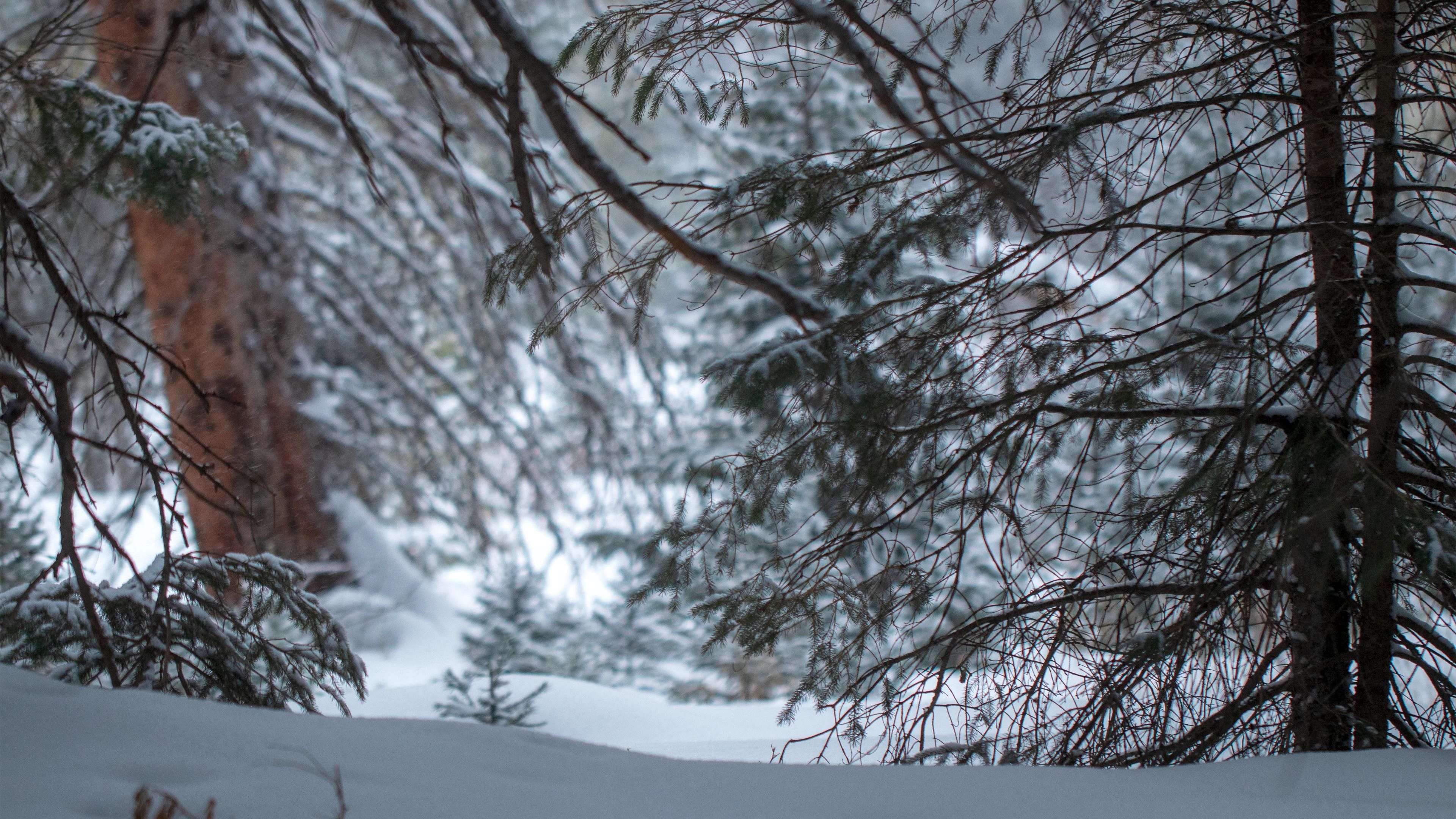 4K, nature, winter, snow, pine trees, trees Gallery HD Wallpaper