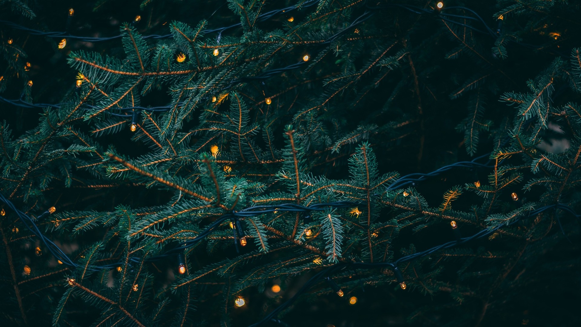 A close up of a pine tree with fairy lights wrapped around it - Computer