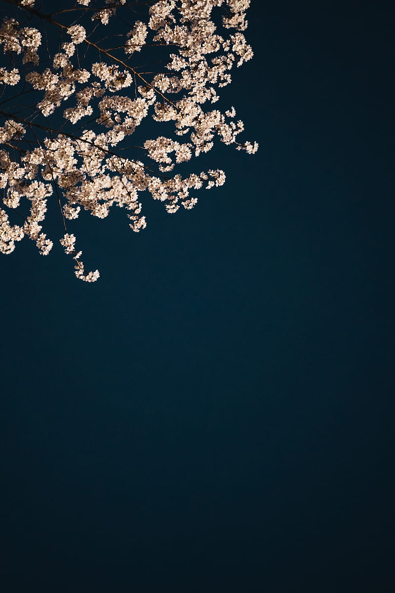 Sakura, branches, flowers, minimalism, aesthetic, HD phone wallpaper