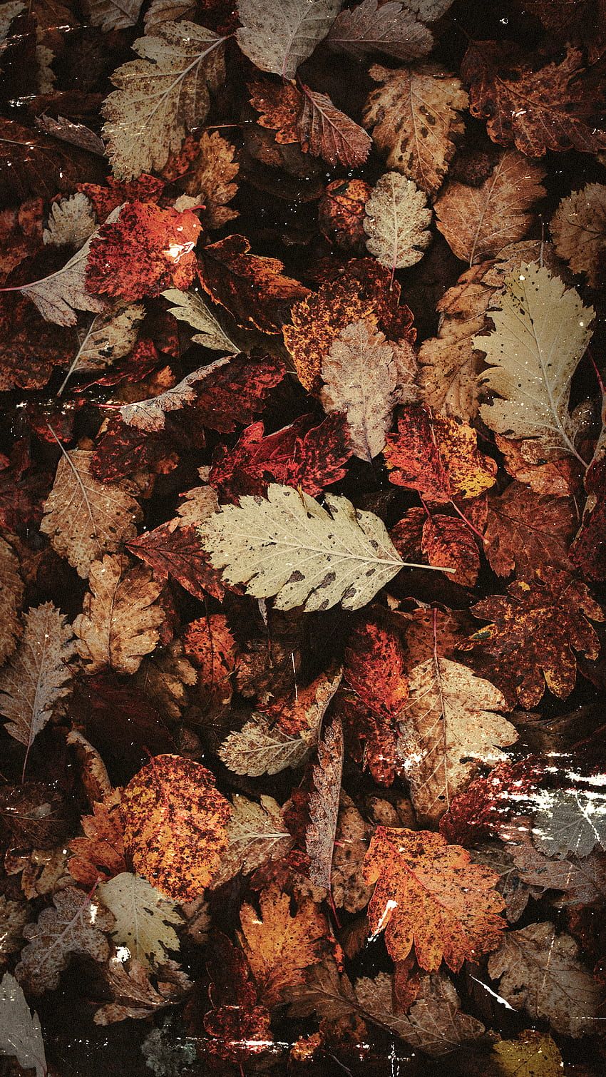 A pile of autumn leaves in different shades of brown and orange. - Vintage fall