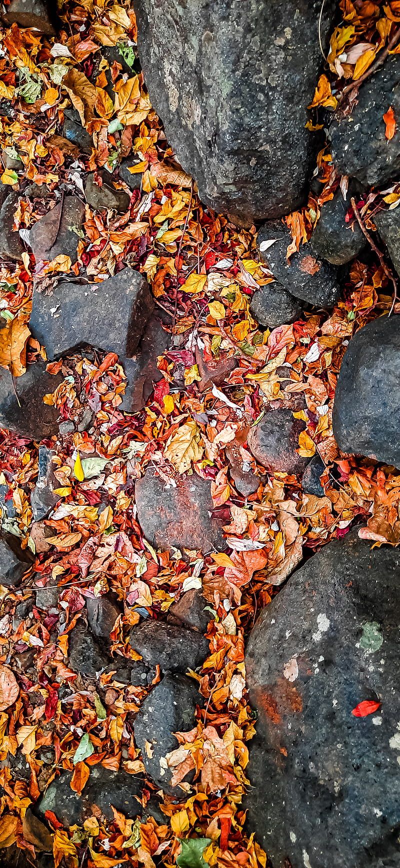 A stone walkway with colorful leaves covering the stones - Vintage fall