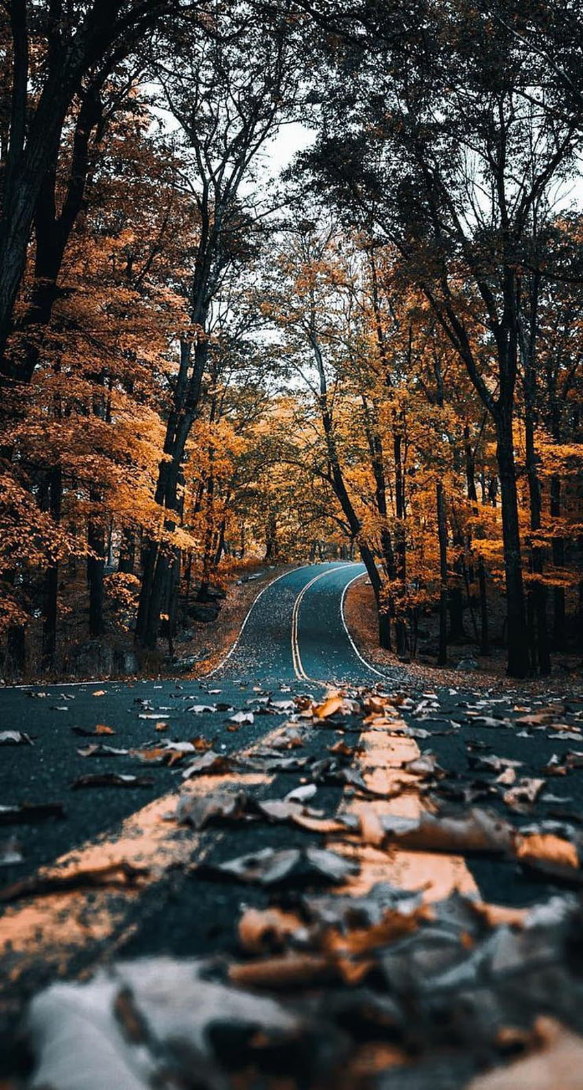 A road in the woods with leaves on it - Fall iPhone, vintage fall