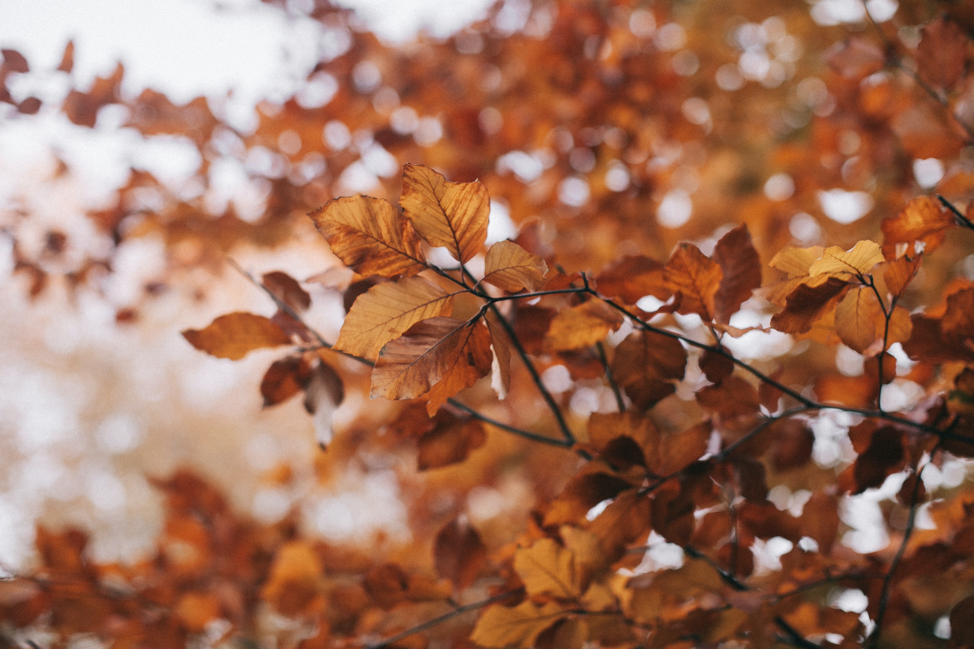 A tree with leaves and branches in the background - Vintage fall