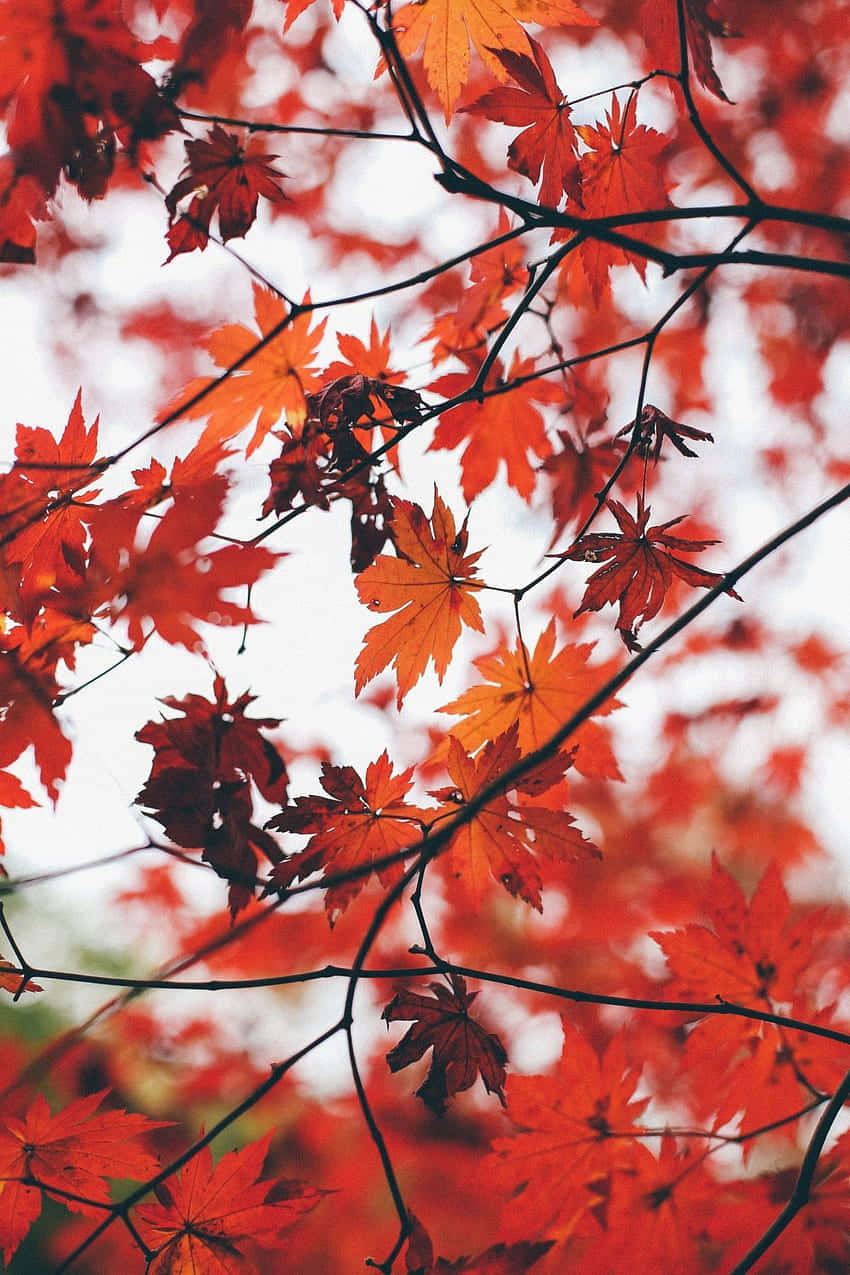 A close up of some red leaves - Vintage fall
