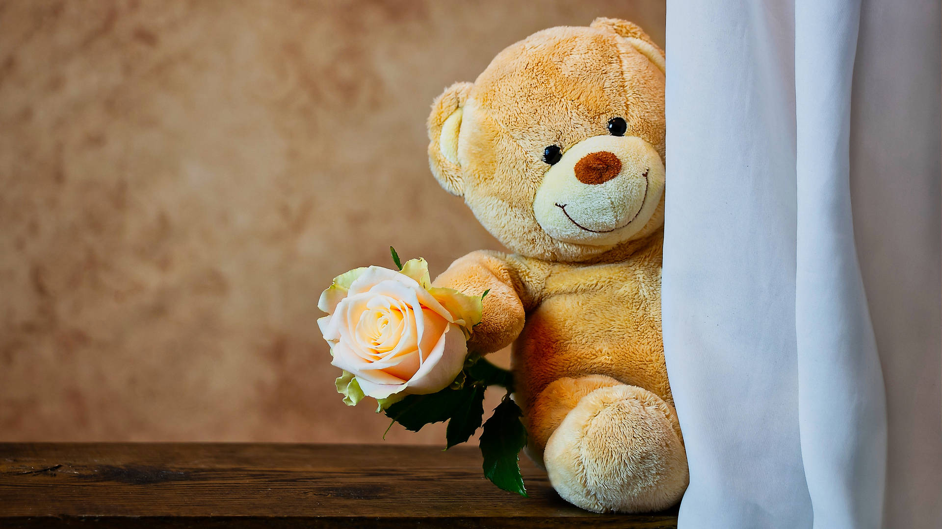 A teddy bear holding flowers behind curtains - Teddy bear