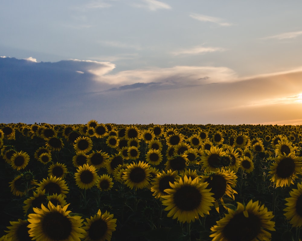 sunflower field under cloudy sky during daytime photo