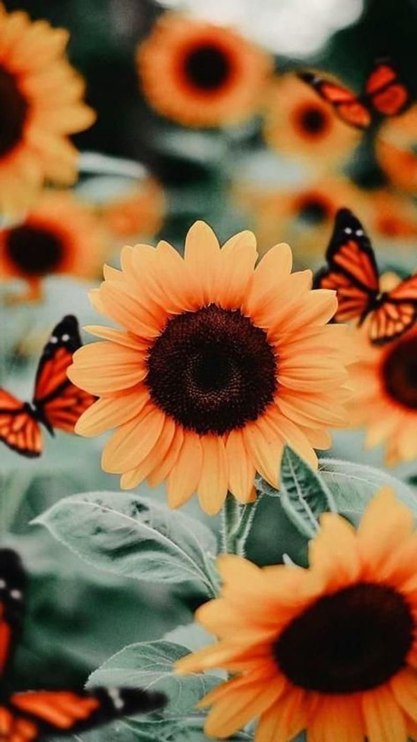 Sunflowers and butterflies wallpaper for your phone - Sunflower