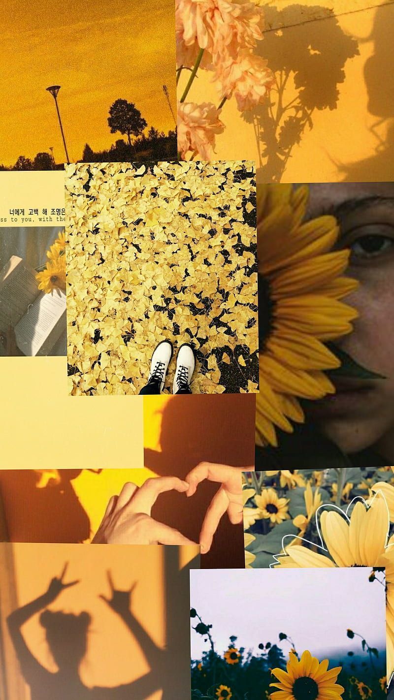 A collage of pictures with sunflowers and people - Sunflower, sunlight, sun