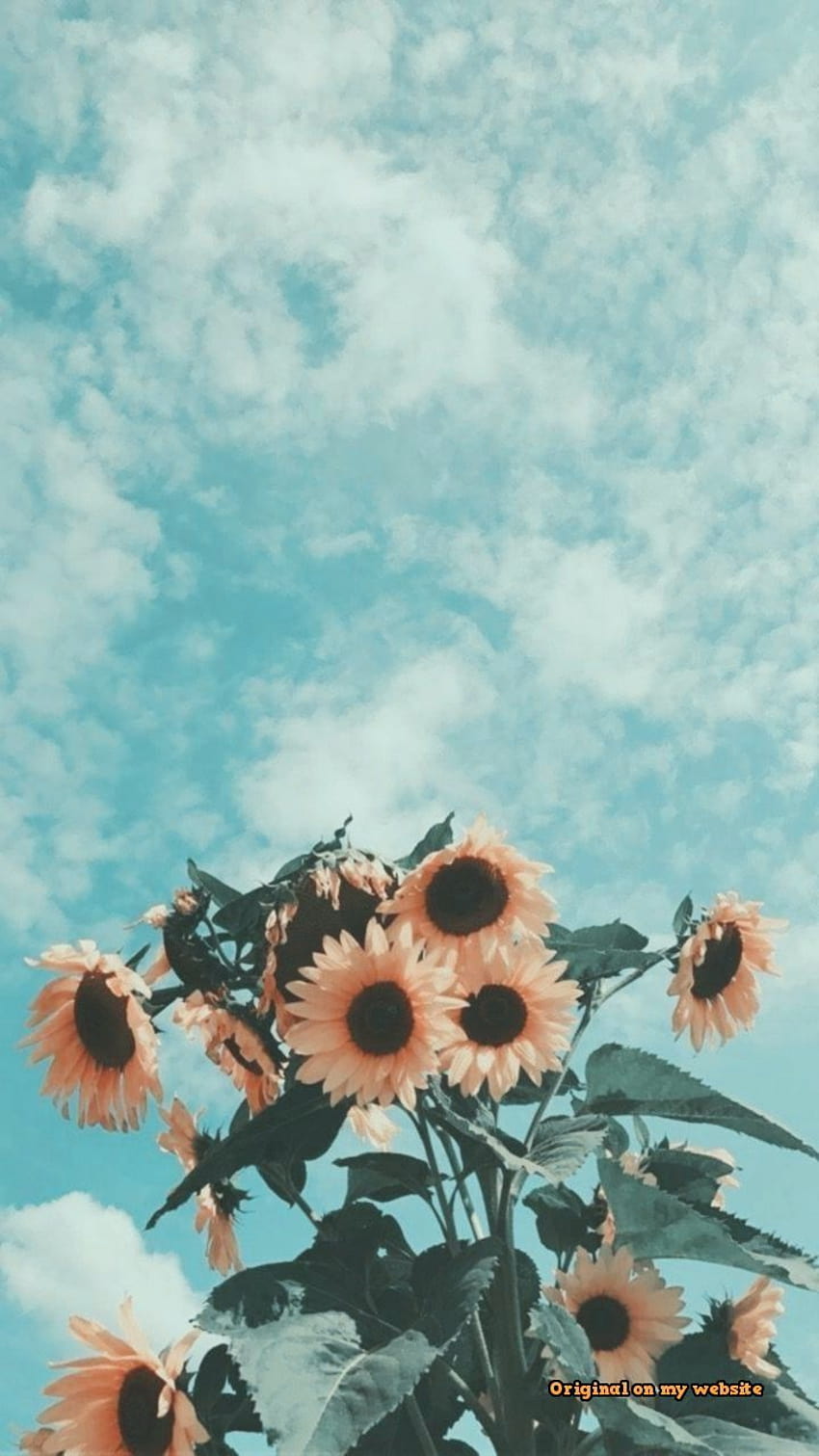 Clouds sunflower aesthetic HD wallpaper