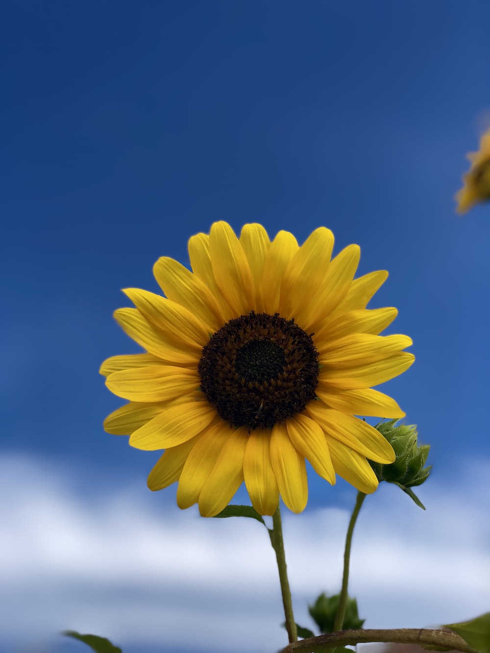 yellow sunflower photo