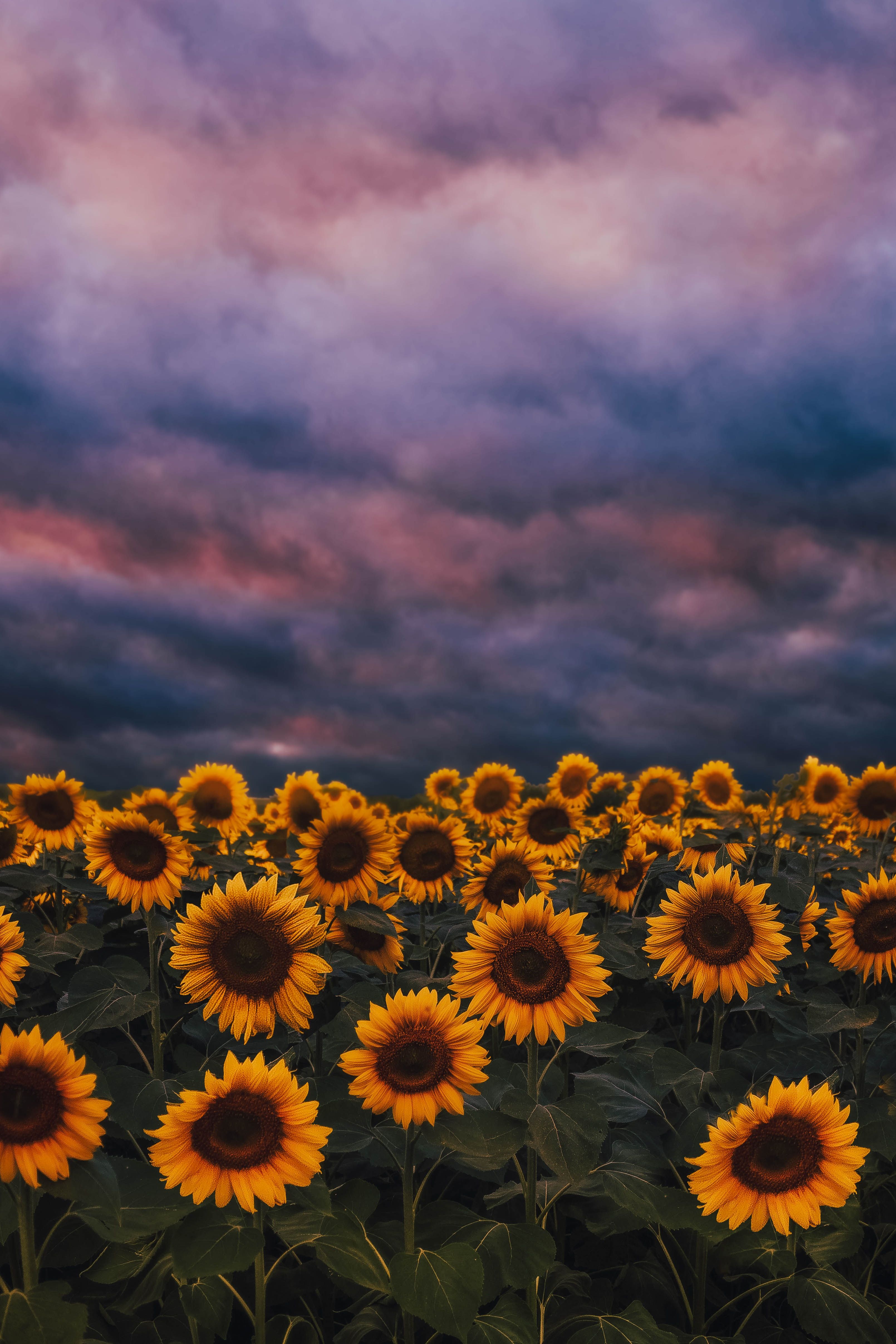 Lonely Sunflower Wallpaper Free Lonely Sunflower Background