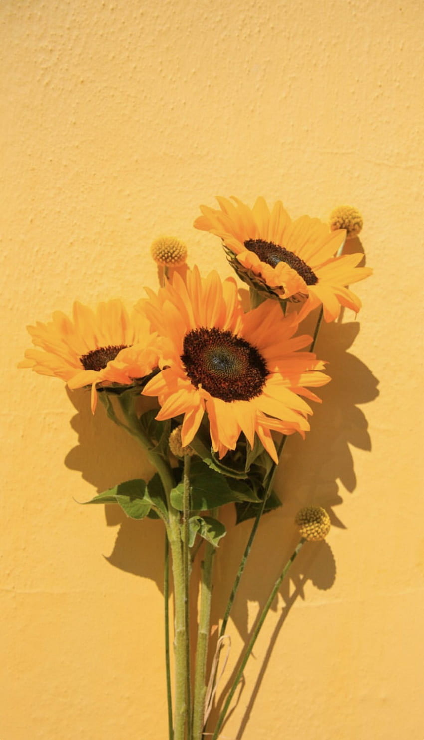 Yellow summer in 2020. Sunflower, iPhone yellow, Yellow aesthetic pastel, Collage Flower HD phone wallpaper