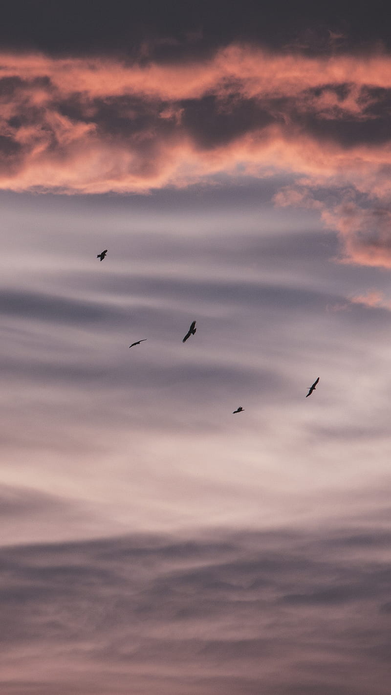 Birds flying in the sky during sunset - Sunset, sunrise