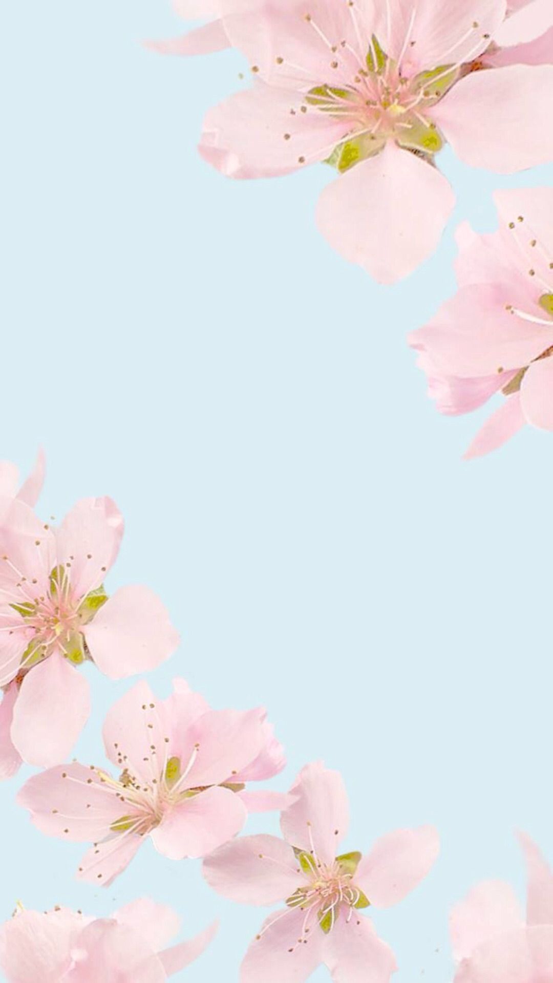 A pink flower background with white petals - Clean
