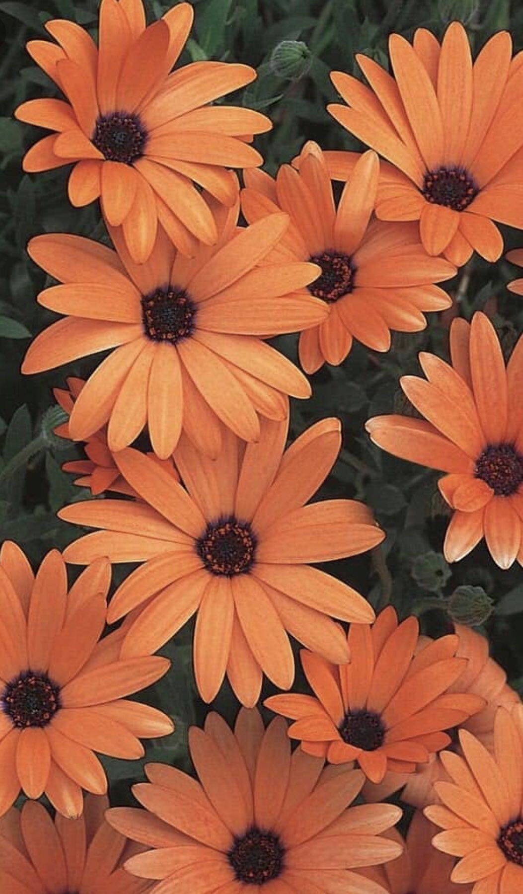 A bunch of orange flowers with green leaves in the background - Orange