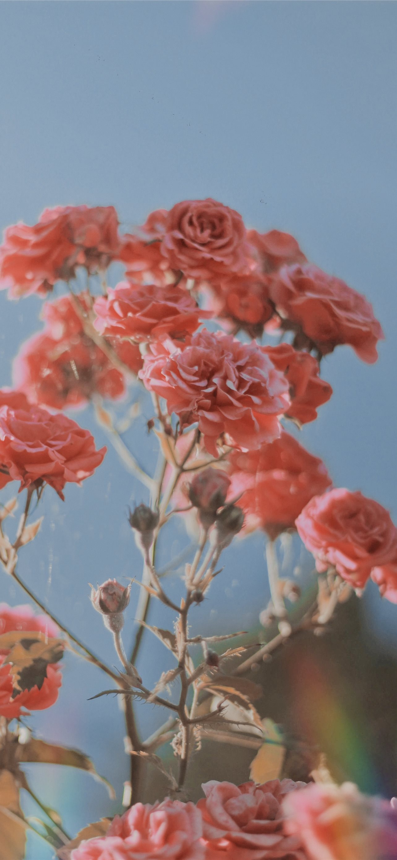pink rose flower iPhone Wallpaper Free Download