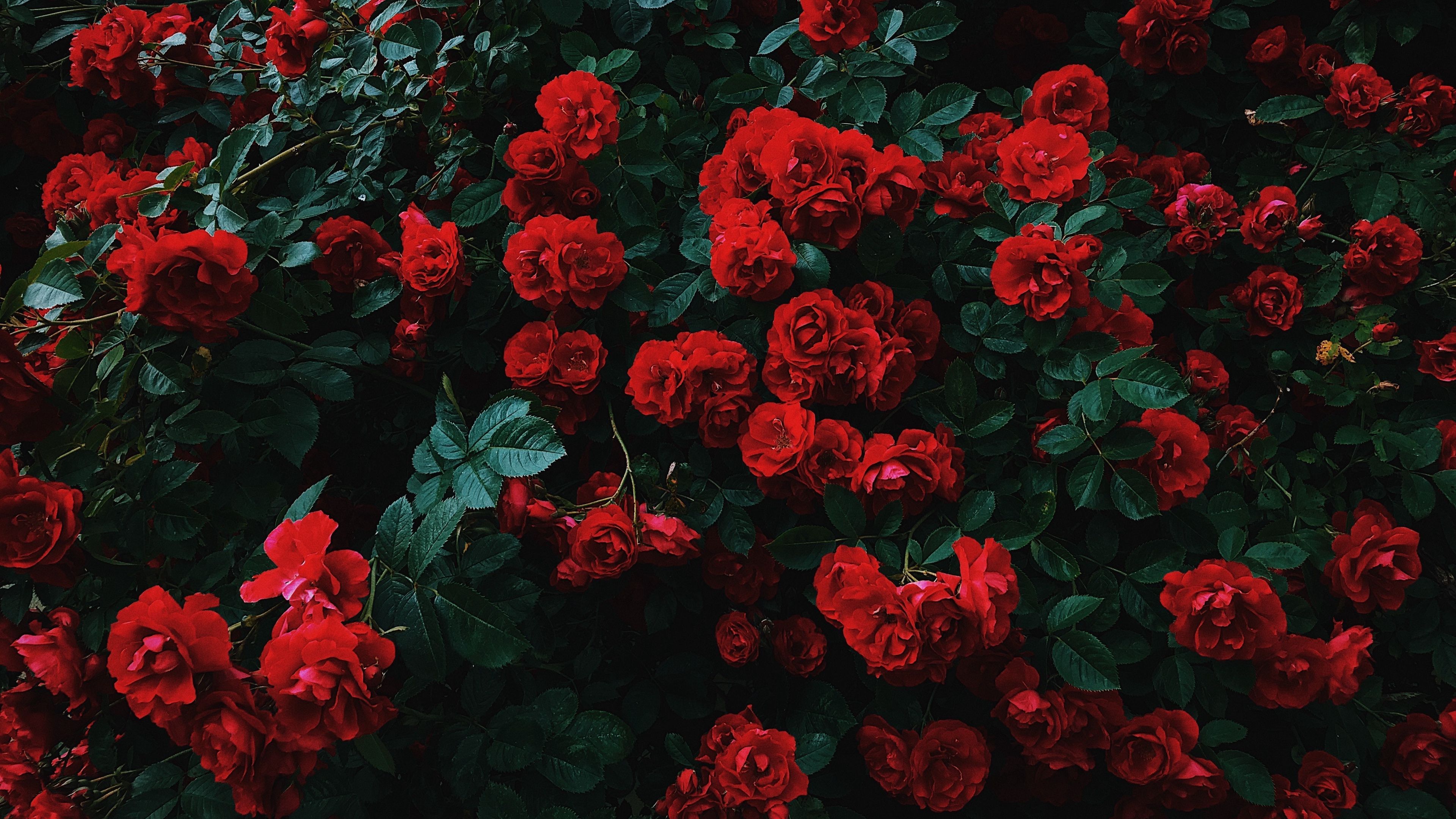 Red Rose Aesthetic Computer Wallpaper Free Red Rose Aesthetic Computer Background