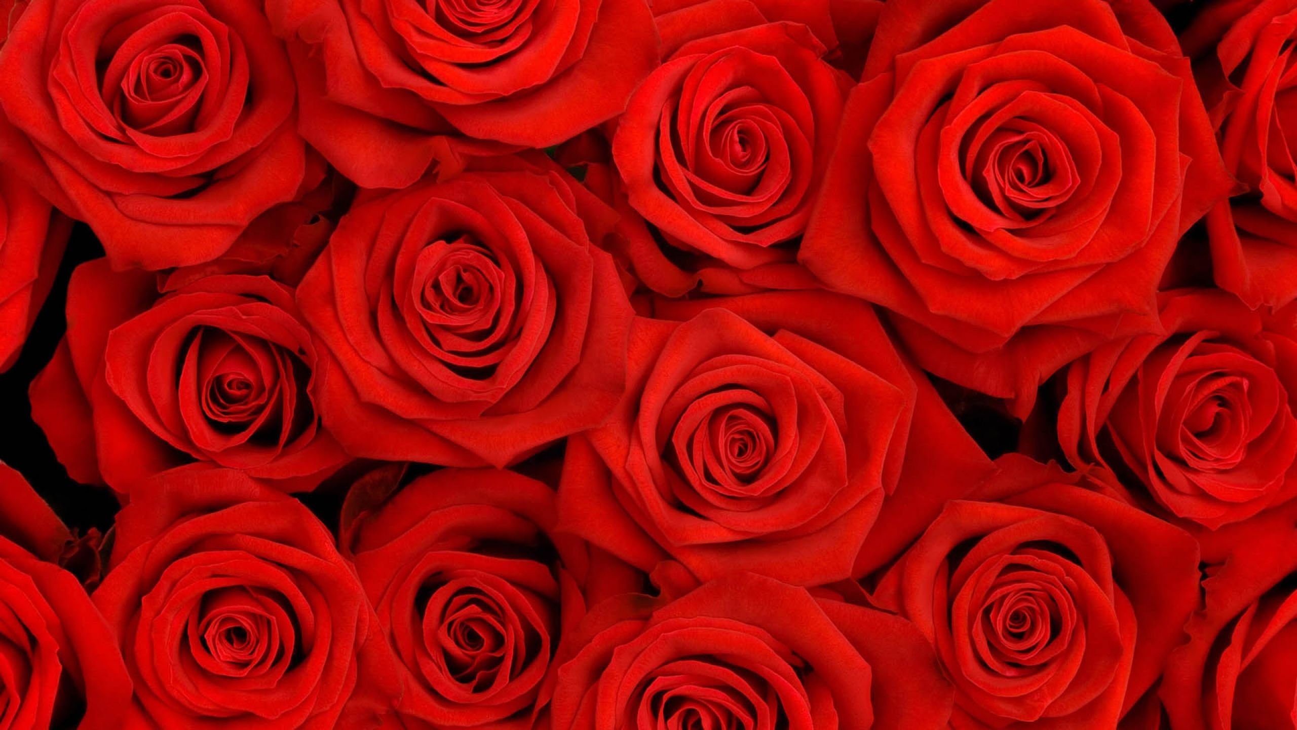 A bunch of red roses - Roses