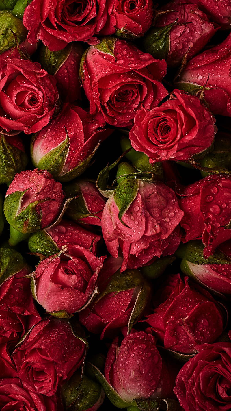 Red roses wallpaper for iPhone and Android - Roses