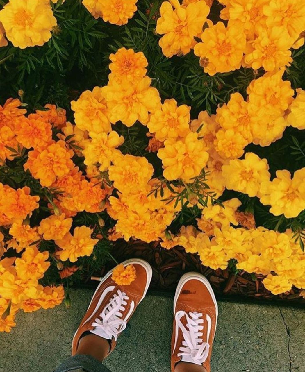 A pair of feet wearing brown sneakers stand in front of a bush of yellow flowers. - Yellow
