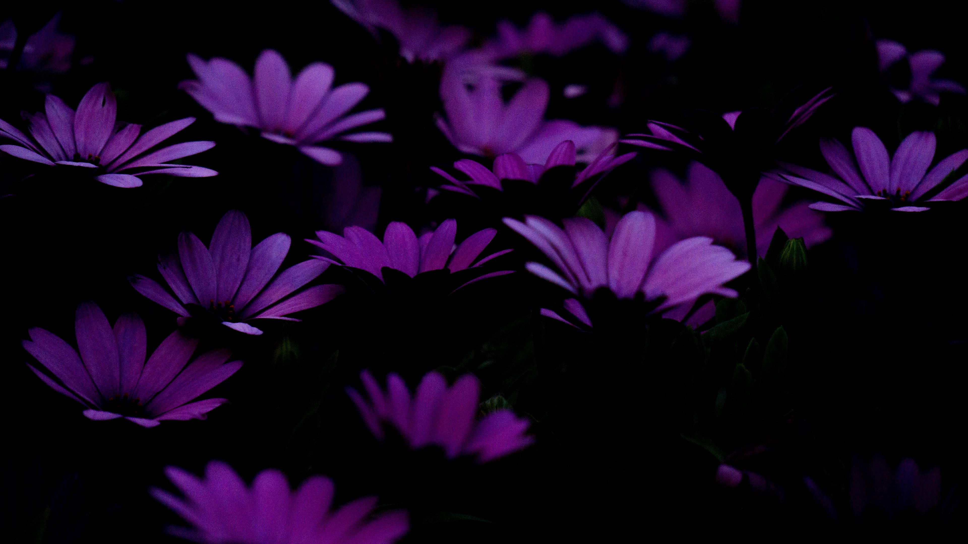 A group of purple flowers in the dark. - Dark purple