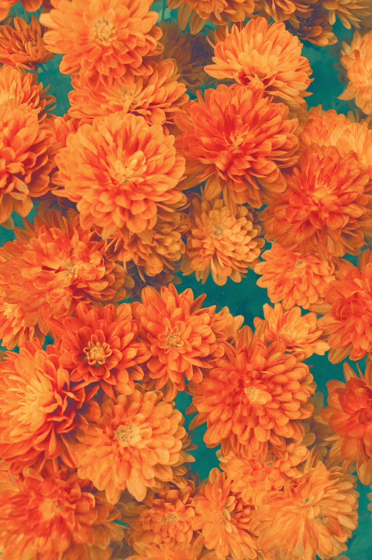 A bouquet of orange flowers on a blue background - Orange