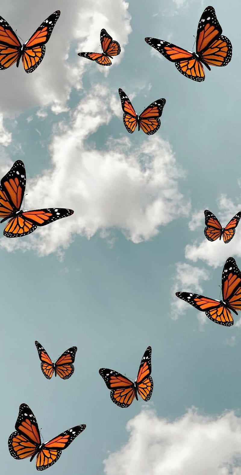 Butterfly wallpaper, blue sky in the background, with white clouds, aesthetic background - Butterfly