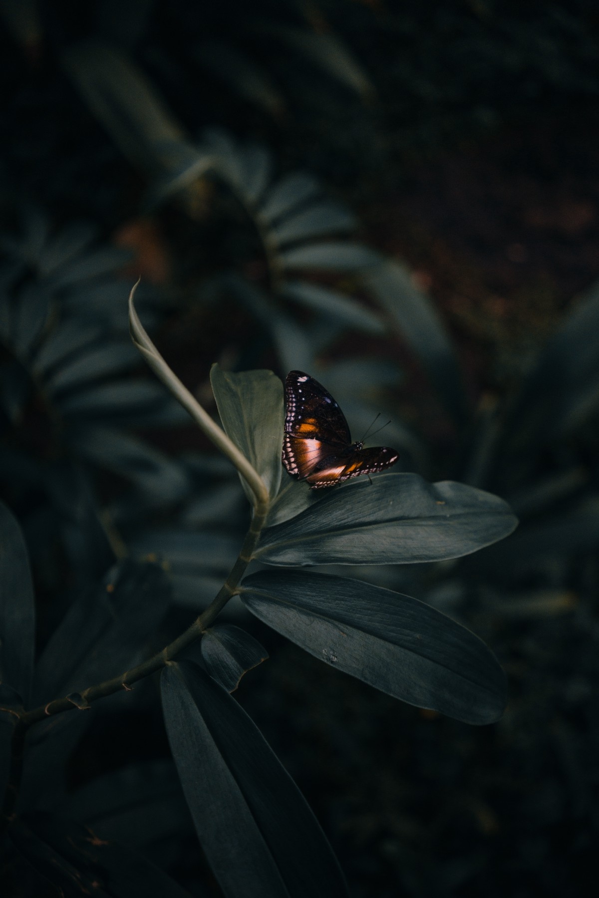 A butterfly on a leaf in a dark forest. - Butterfly