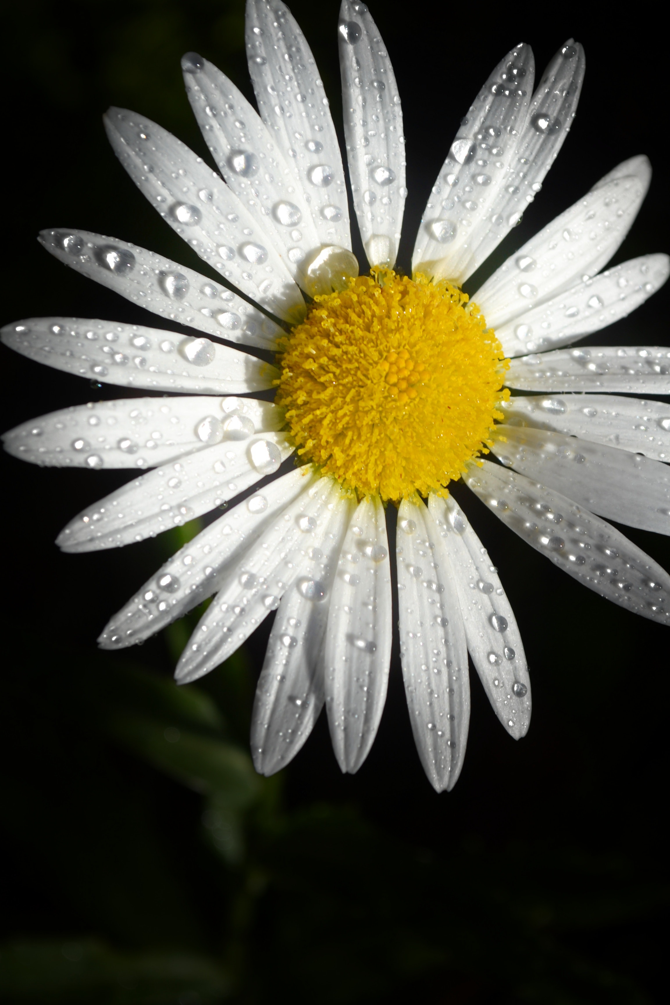 Daisy Photo, Download The BEST Free Daisy & HD Image