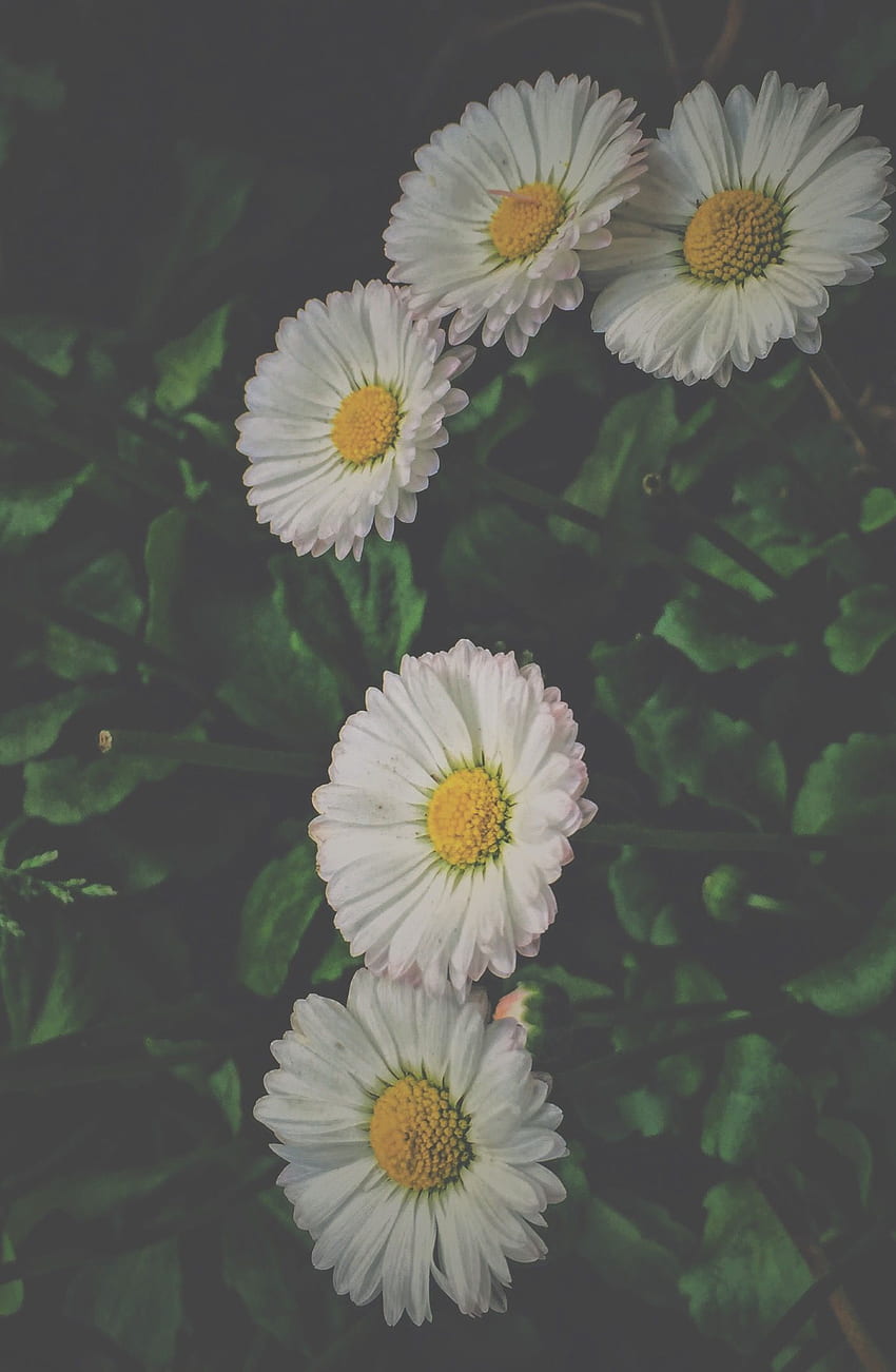 A close up of five white flowers with yellow centers and green leaves in the background. - Daisy