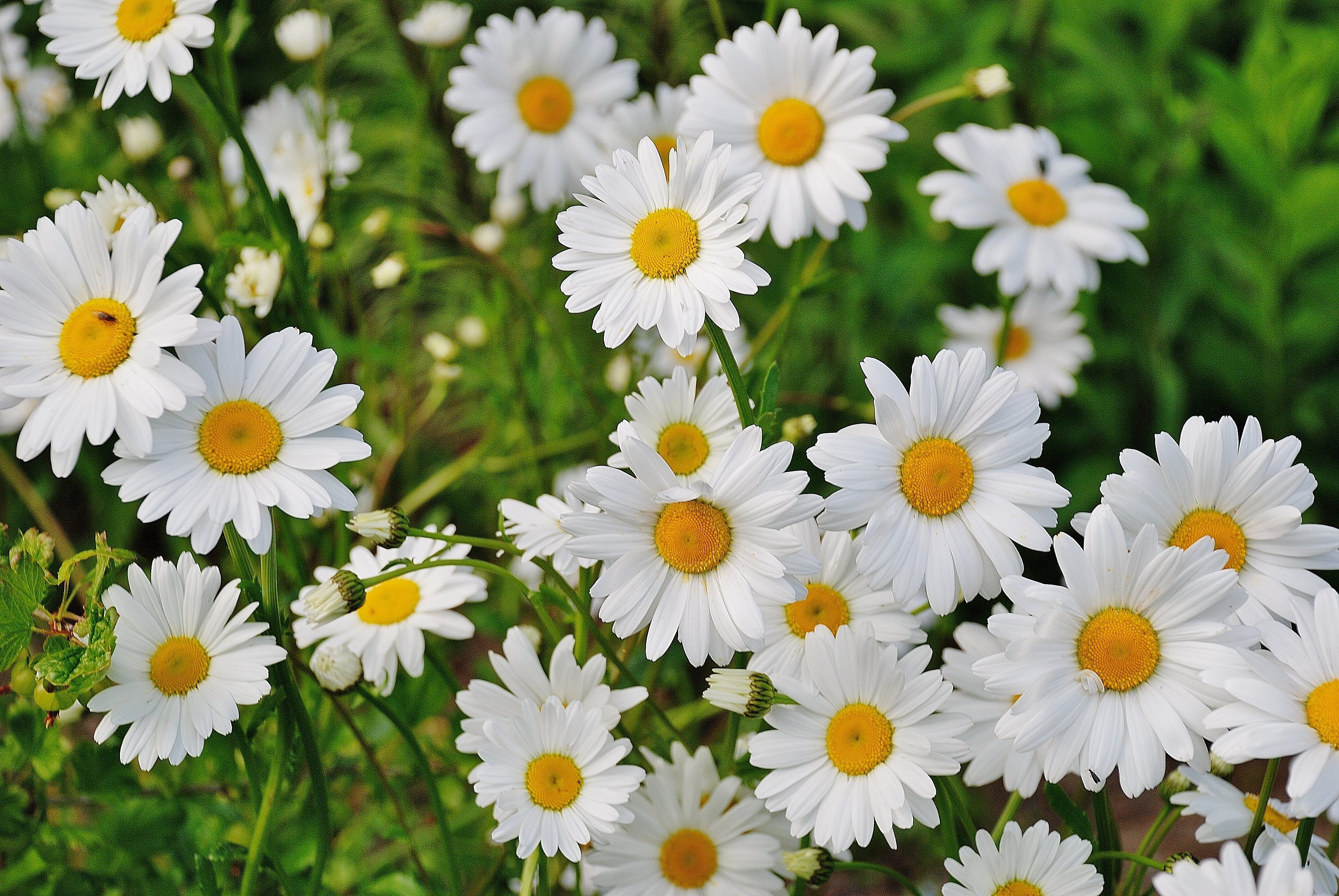Daisy Photo, Download The BEST Free Daisy & HD Image