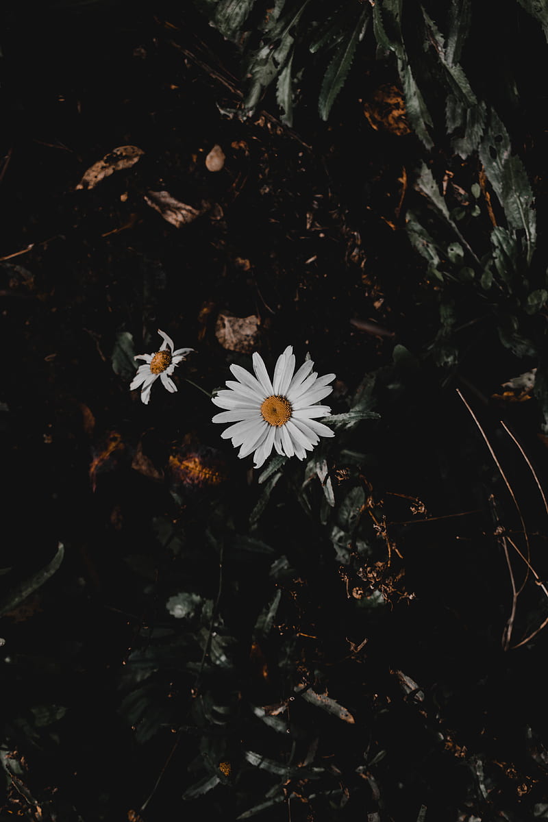 White daisy on brown soil, HD phone wallpaper
