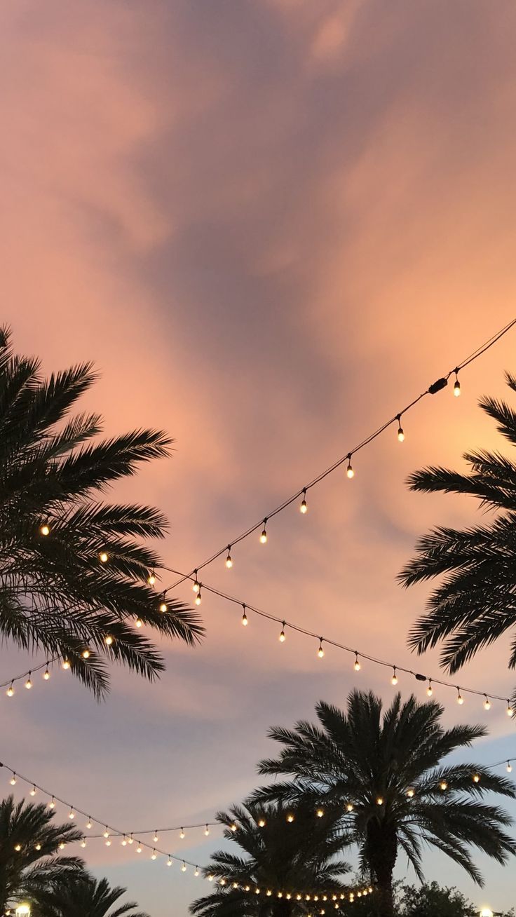 String lights and palm trees against a pink and orange sunset - Nature