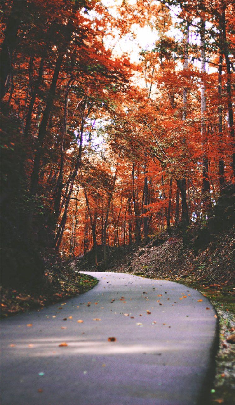 A road in the woods with trees changing color - Orange, road