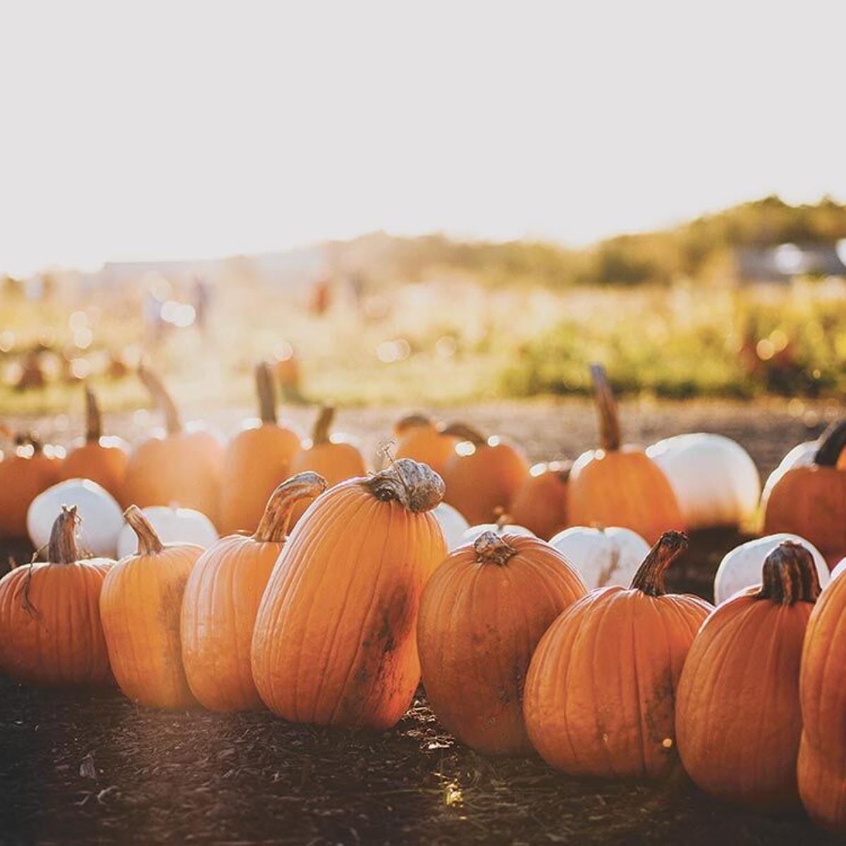 A pumpkin patch with a row of pumpkins in the foreground - Pumpkin