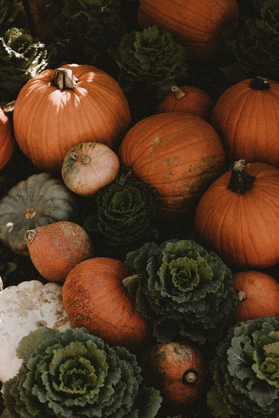 A bunch of pumpkins and cabbages - Pumpkin