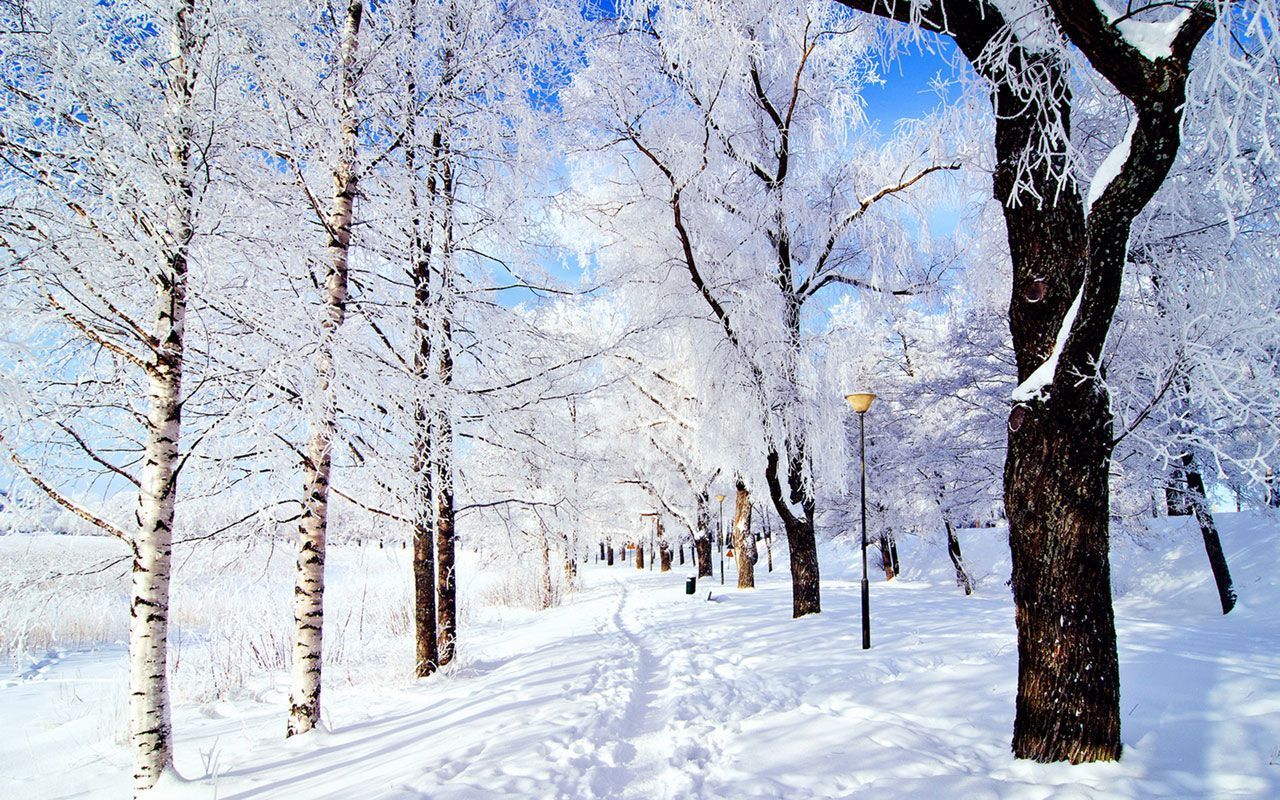 Snow covered trees and a street light in a snowy park. - Snow, winter