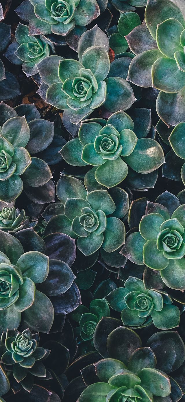 top view of green succulent plants iPhone 12 Wallpaper Free Download