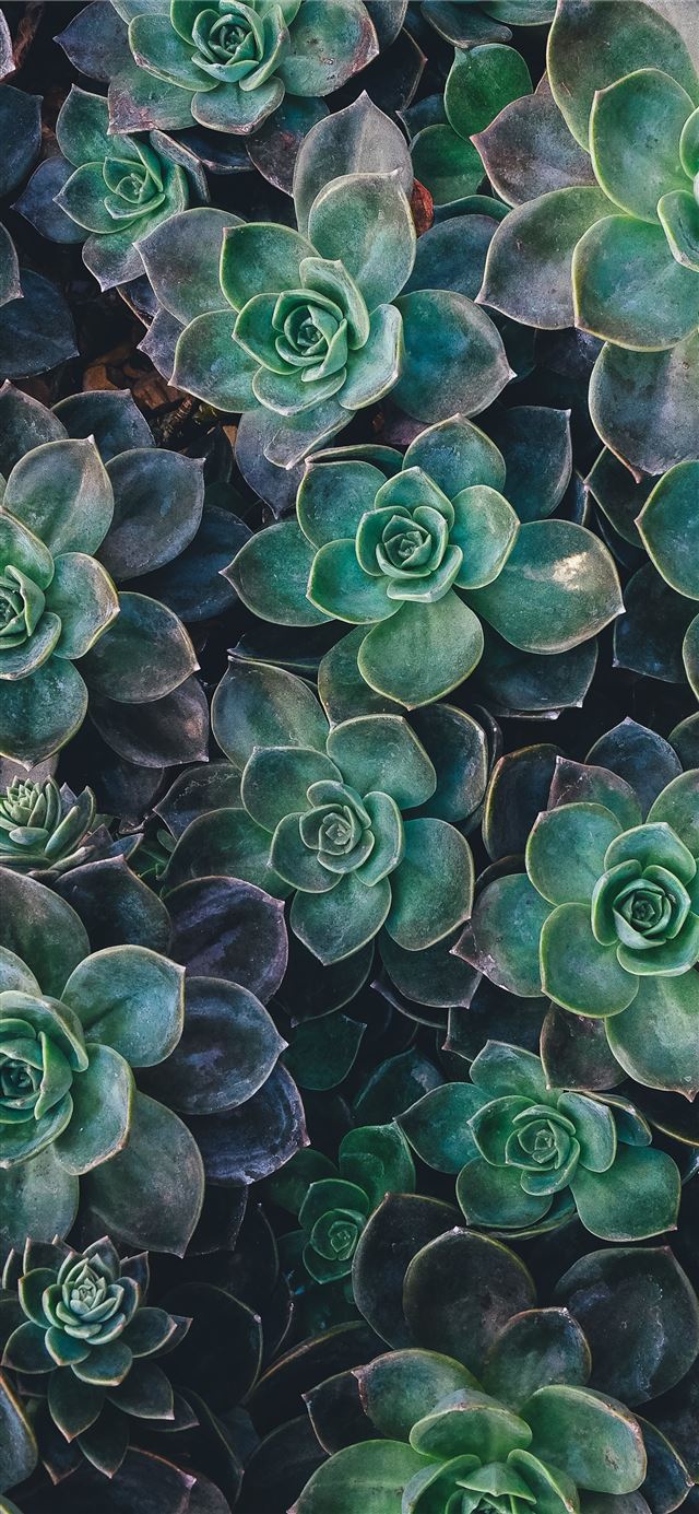 IPhone 11 wallpaper of a close up of a succulent plant - Succulent