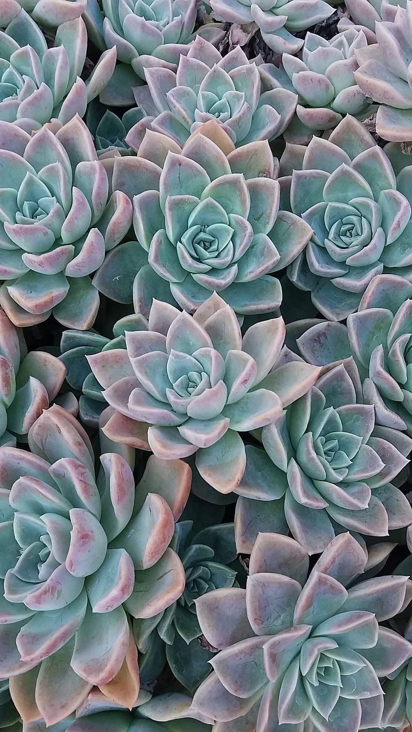 A close up of some succulents in the ground - Succulent