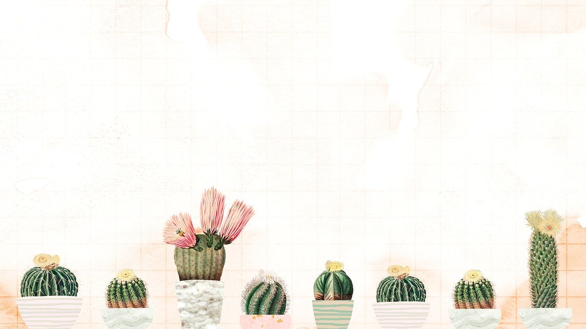 Cactus Wallpaper Phone Wallpaper