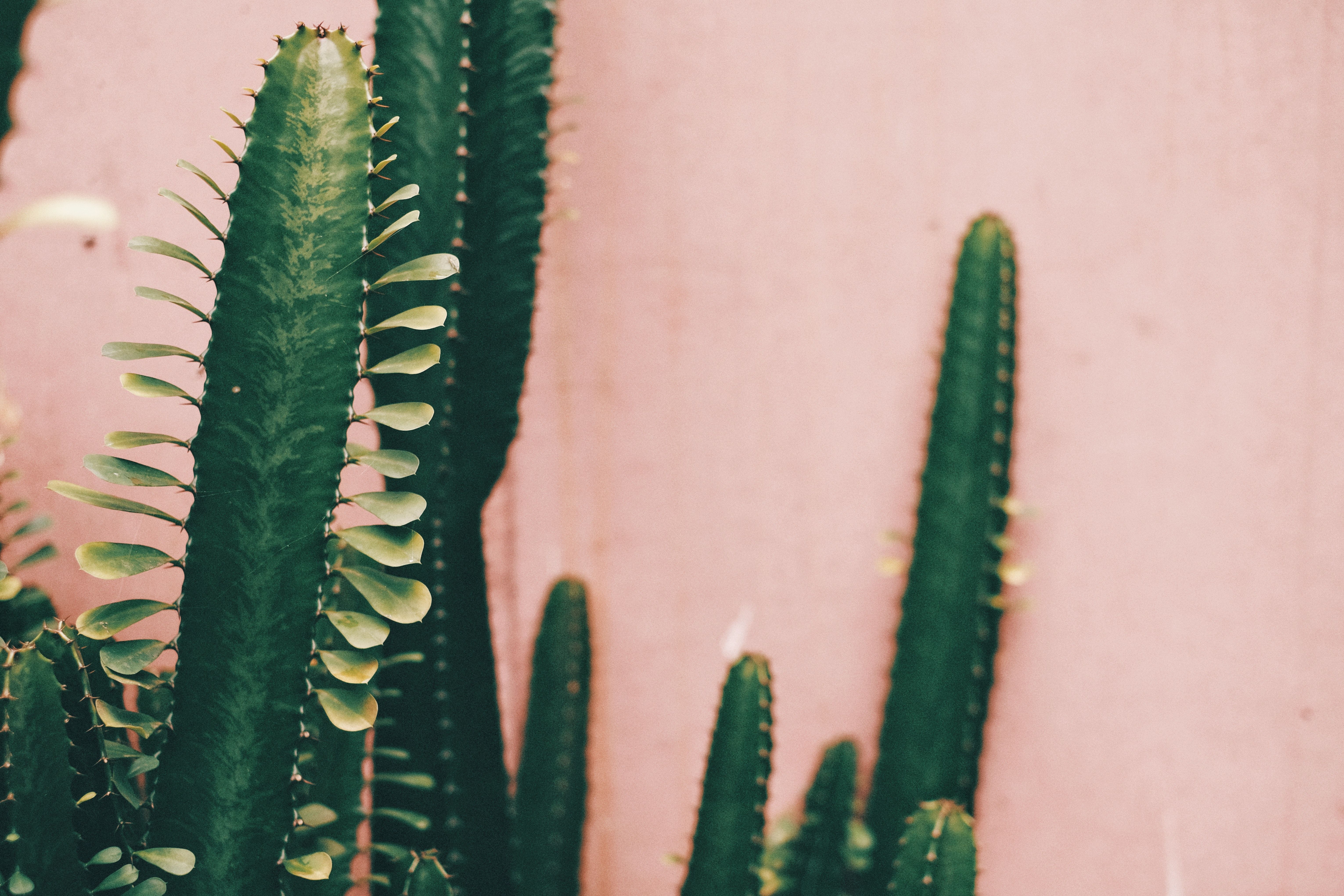 A close up of a cactus in front of a pink wall - Cactus