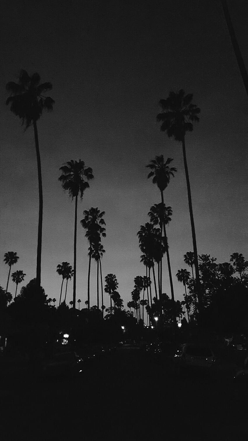 A black and white photo of palm trees - Photography