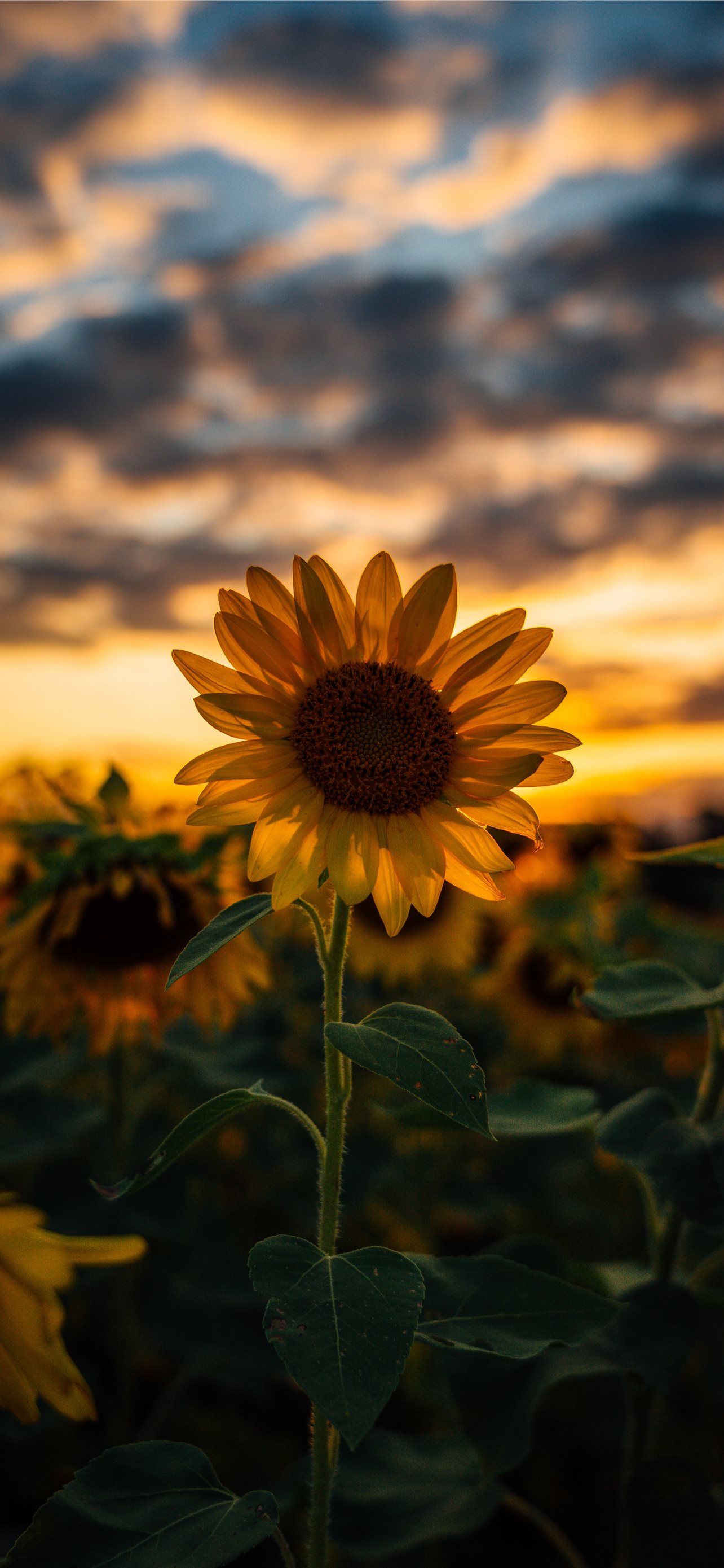 selective focus photography of yellow sunflower fi. iPhone Wallpaper Free Download