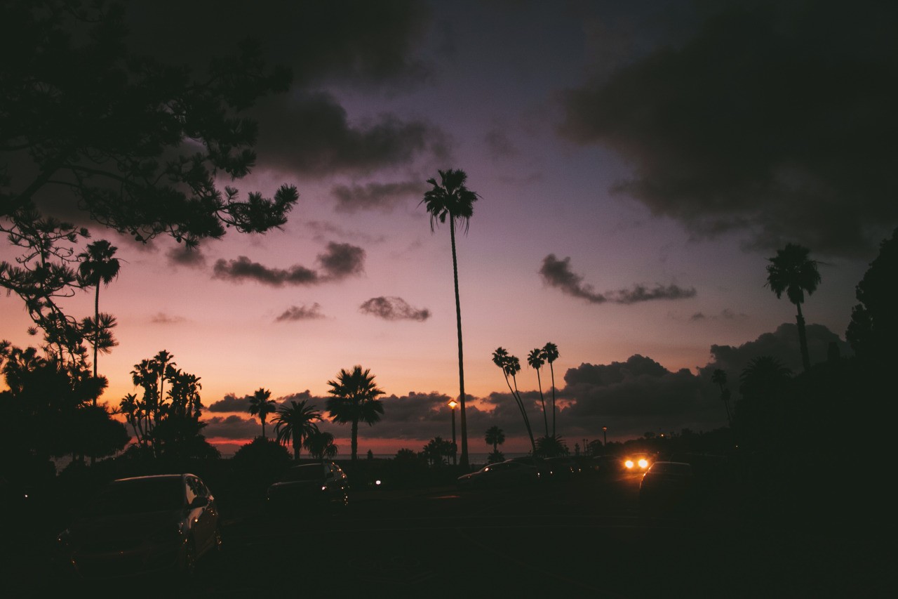 Cars driving down the road with palm trees in the background - Photography