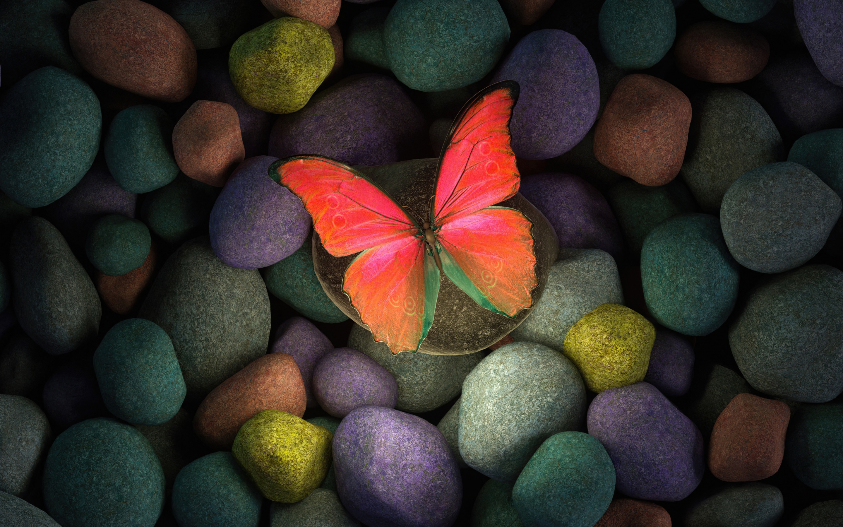 A butterfly sitting on a rock - Photography