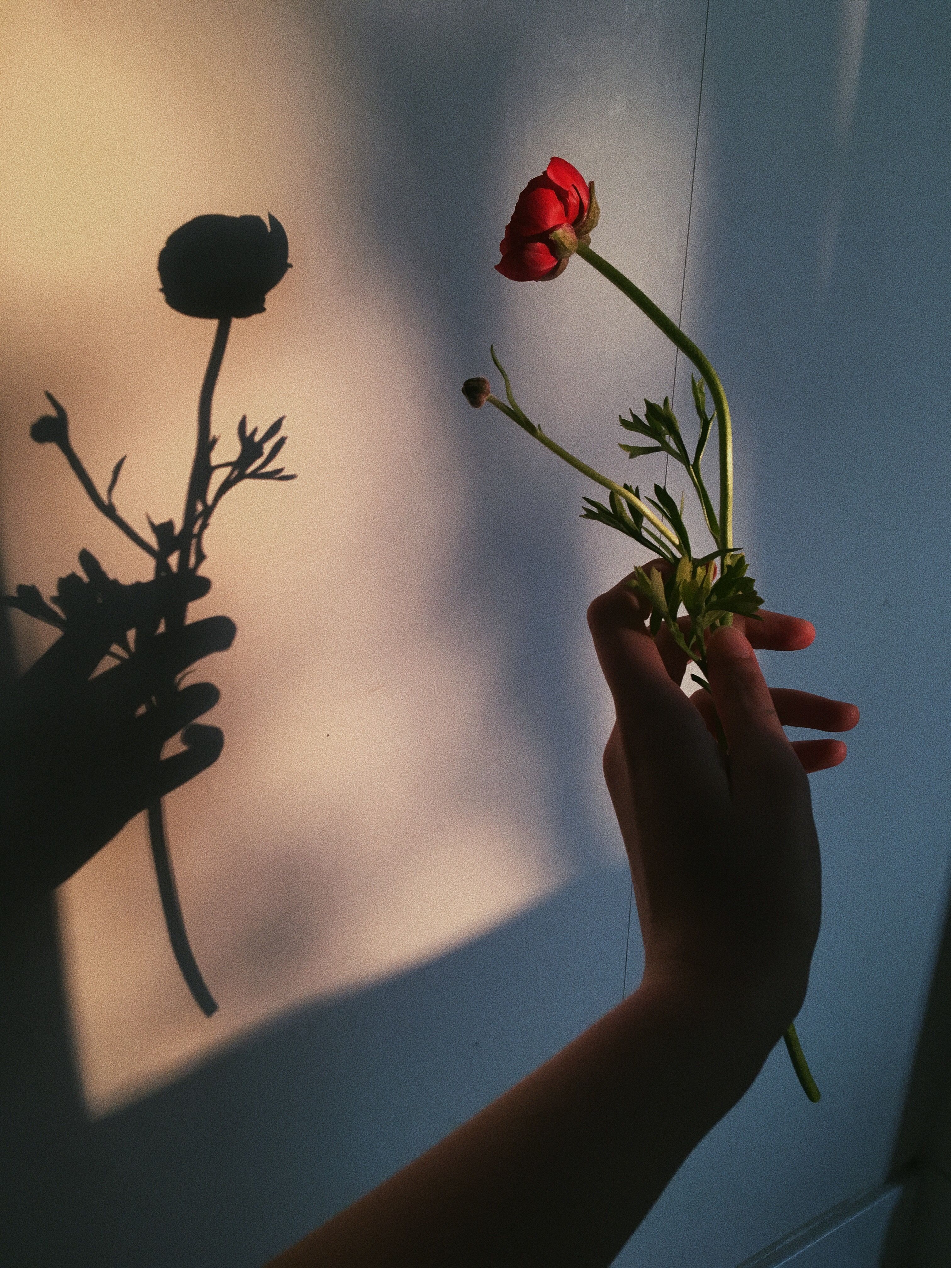 A hand holding a flower in front of a wall - Photography