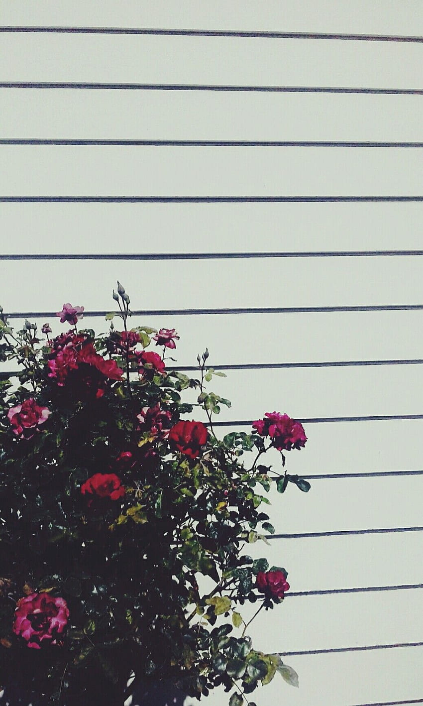 A bush with red flowers sits in front of a white wall. - Photography